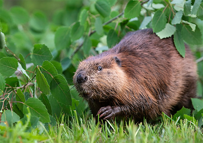 Look at this guy! Photo taken at Sandstone, Minnesota, on BNSF’s rail network