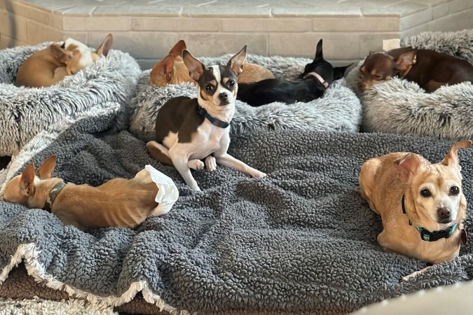 All of the Hedricks’ current foster dogs. 