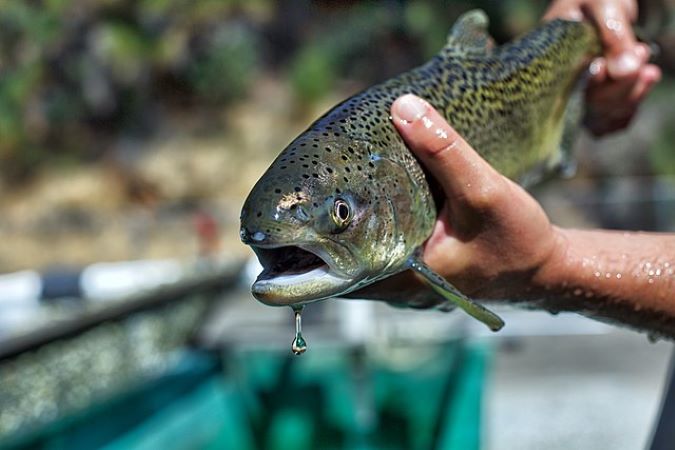 A Chinook salmon